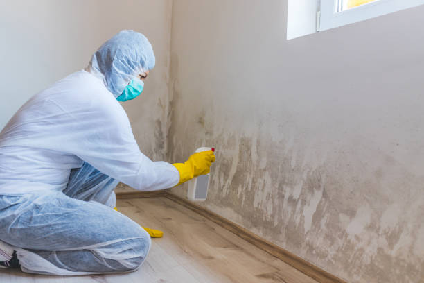 Licensed Mold Testing service in Machipongo, VA - WQB Mold Removal