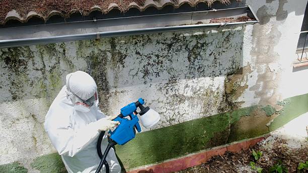 Top rated local Mold Testing specialists in Machipongo, VA